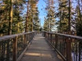 Tree top trail in Karkonoshe, Czech Republic. Walkway high up between pines Royalty Free Stock Photo