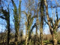 Tree top view and bare branches against clear bright blue sky. Long tree stems. Royalty Free Stock Photo