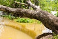 Tree topple on river look like wooden bench at riverside Royalty Free Stock Photo