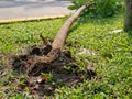 A tree topples after a heavy rain made the soil too soaked and soft Royalty Free Stock Photo