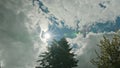 Tree Tops Against a Blue Sky and White Clouds