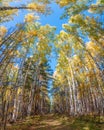 Tree tops in the autumn forest, a view from the bottom upward on blue sky background Royalty Free Stock Photo