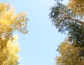 Tree tops on blue sky in autumn. Autumn trees tops