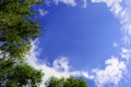 Tree tops on blue sky