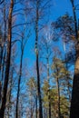 Tree tops at blue sky during sunny early spring day. Royalty Free Stock Photo