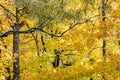 Tree tops and branches with bright gold lush foliage. nature in autumn