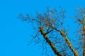 Tree Tops In Clearing Of Rainforest Royalty Free Stock Photo