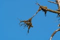 Tree Tops In Clearing Of Rainforest Royalty Free Stock Photo