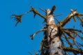 Tree Tops In Clearing Of Rainforest Royalty Free Stock Photo