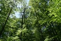 tree tops in a deciduous forest