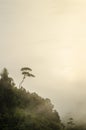 Tree tops and fog