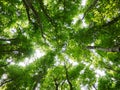 Tree tops in forest Royalty Free Stock Photo