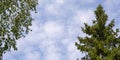 Tree tops in the form of a frame. Branches against the sky. Spruce with cones and a birch twig on a sky background Royalty Free Stock Photo