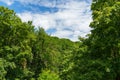 tree tops in green forest create a beautiful background with blue sky and white clouds Royalty Free Stock Photo