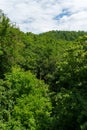 tree tops in green forest create a beautiful background with blue sky and white clouds Royalty Free Stock Photo