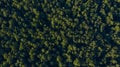 Green forest on sunset, overhead view Royalty Free Stock Photo