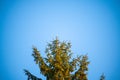 Tree tops lit up by the setting autumnal  evening sun with a blue background Royalty Free Stock Photo