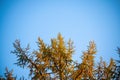Tree tops lit up by the setting autumnal  evening sun with a blue background Royalty Free Stock Photo