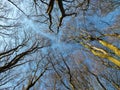 Tree tops looking upwards in a forest canopy in beech woodland Royalty Free Stock Photo