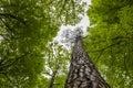 Tree tops - Nature green wood background