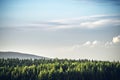 Tree tops in a pine tree forest under a blue sky