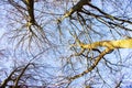 Tree tops of several beech trees in the Sababurg primeval forest on a sunny day in January Royalty Free Stock Photo