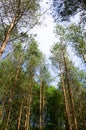 Tree tops in the sky Royalty Free Stock Photo