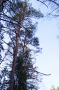 Tree tops sky Royalty Free Stock Photo