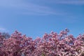 Pink fuchsia spring tree flower blossoms with blue sky