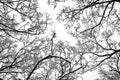 Tree tops in the snow