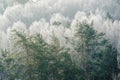 Tree tops in tonal perspective