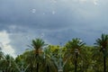 Tree tops with a very cloudy and grey sky. Soup bubbles in the air