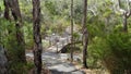 Tree tops walkway at Walpole Western Australia in autumn.