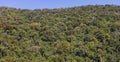 A well preserved forest in the countryside of Minas Gerais State, Brazil. Royalty Free Stock Photo