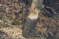 signs of a beaver eating a tree Royalty Free Stock Photo
