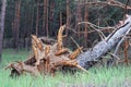 A tree torn from the ground lying on its side. The ragged pine roots lie outward. The consequences of a terrible hurricane in the