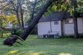 Tree Uprooted in Microburst Storm