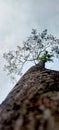 A tree towering high in the beautiful sky