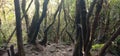 Tree on track pangrango mountain garut