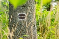 Tree trunk and trail marking in the forest