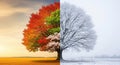 Tree transitions through seasons spring summer autumn winter representing change and cycle Royalty Free Stock Photo