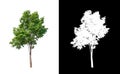 Tree on transparent picture background with clipping path, single tree with clipping path and alpha channel on black background Royalty Free Stock Photo