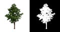 Tree on transparent picture background with clipping path, single tree with clipping path and alpha channel on black background Royalty Free Stock Photo