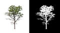 Tree on transparent picture background with clipping path, single tree with clipping path and alpha channel on black background Royalty Free Stock Photo