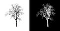 Tree on transparent picture background with clipping path, single tree with clipping path and alpha channel on black background Royalty Free Stock Photo