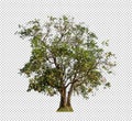 Tree on transparent picture background with clipping path, single tree with clipping path and alpha channel. Royalty Free Stock Photo