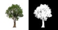Tree on transparent picture background with clipping path, single tree with clipping path and alpha channel Royalty Free Stock Photo