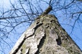 Tree. Tree bark. Blue sky. Tree against blue sky. Tree closeup and blurred background. Vegetation. Greenery. Urban nature. Royalty Free Stock Photo