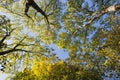 Tree treetop perspective, fall, autumn, looking up