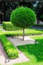 Tree trimmed in the shape of a ball and geometrically trimmed bushes. Topiary Royalty Free Stock Photo